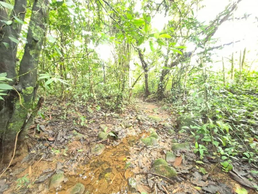 HERMOSA FINCA DE 16 ACRES CON QUEBRADAS Y ACCESO A RÍO EN SAN PEDRO - Venta en Perez Zeledón, photo 7
