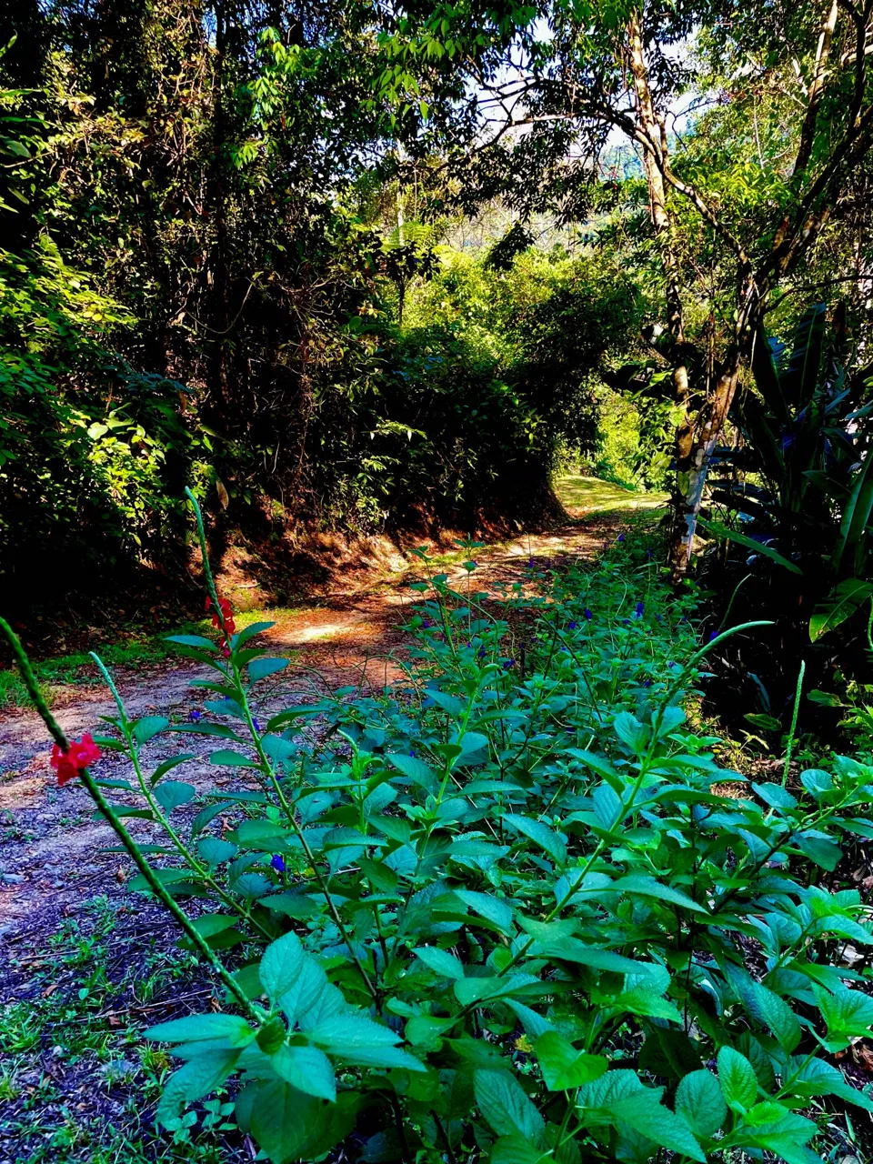 PROPERTY WITH SUNSETH VIEW IN 3 RIOS – 6 ACRES, photo 23