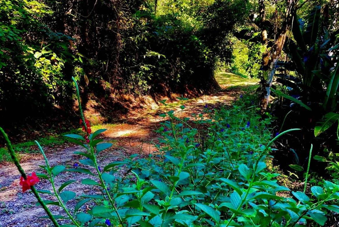 PROPERTY WITH SUNSETH VIEW IN 3 RIOS – 6 ACRES, photo 24