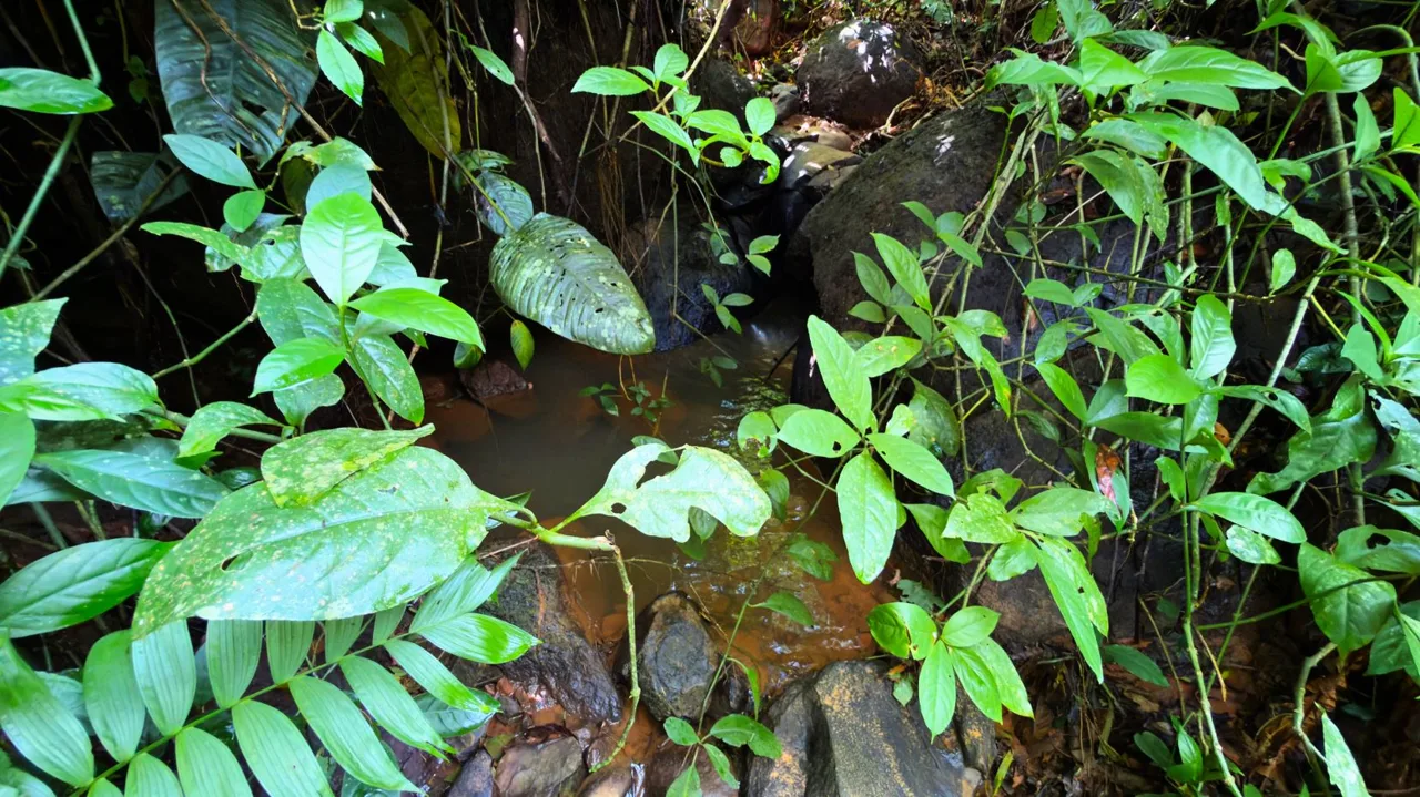 San Rafael Norte Lot for Sale: Private Oasis with Spring, photo 14