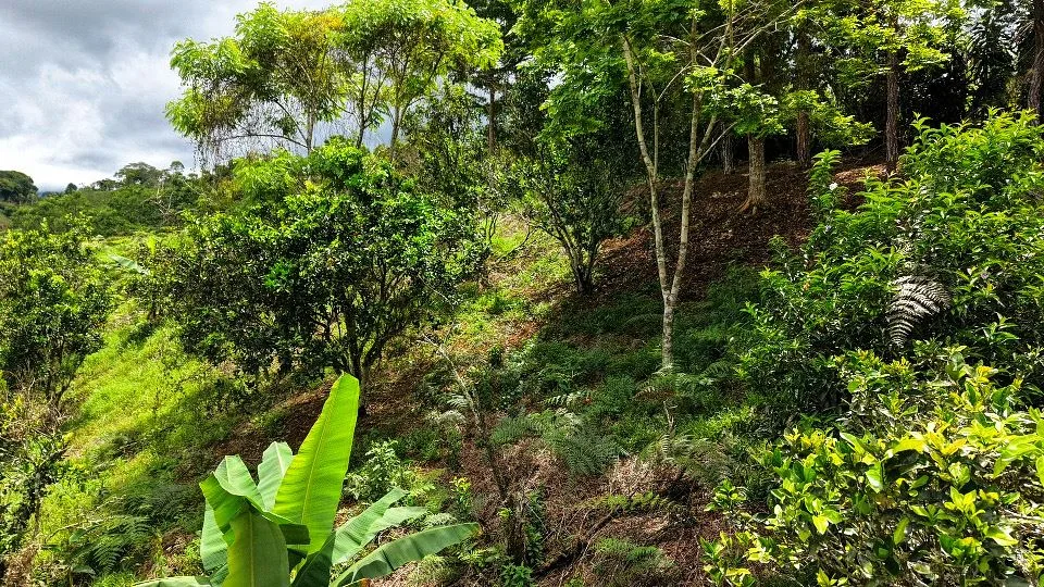 San Rafael Norte Lot for Sale: Private Oasis with Spring, photo 6