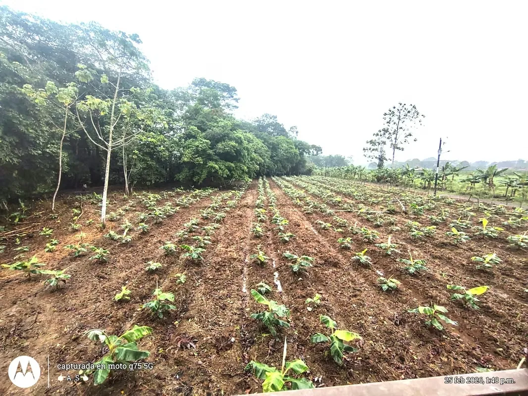 For sale Lot with house La Fortuna Los Angeles, photo 3