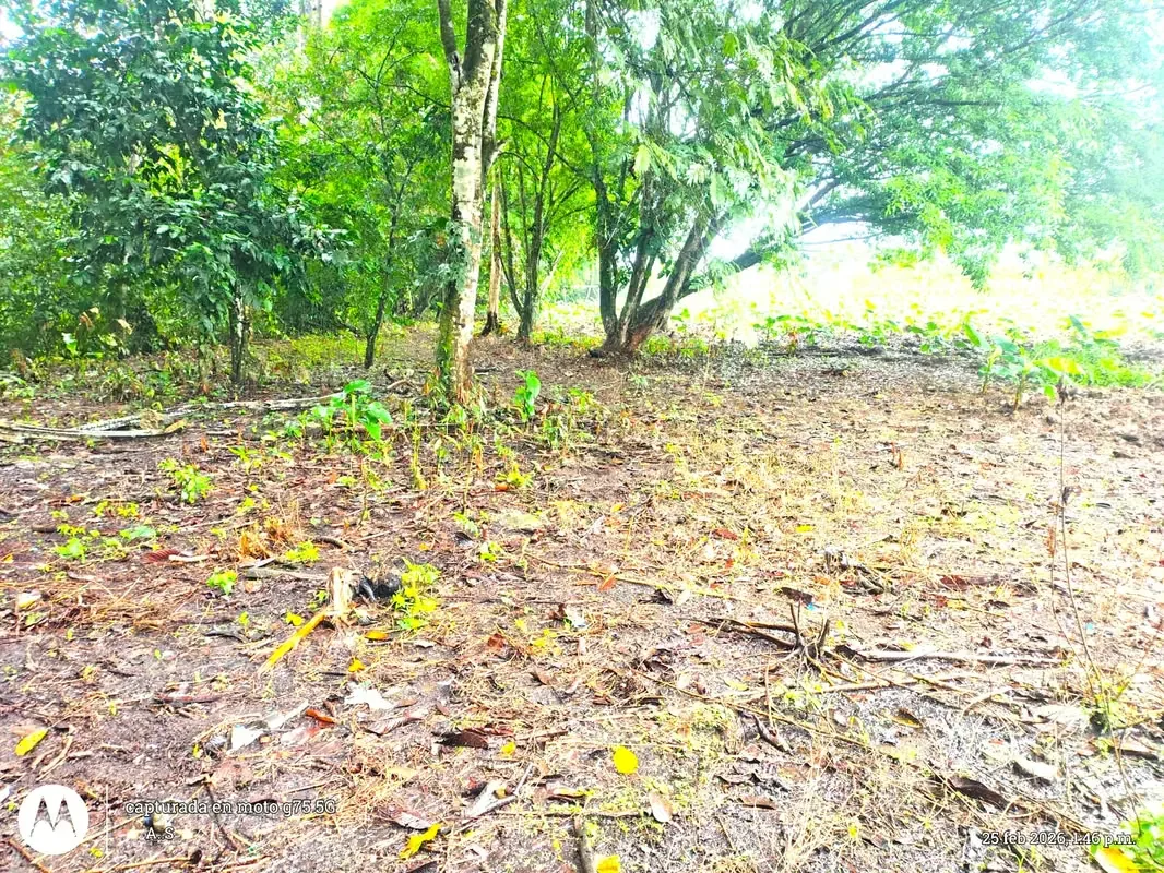 For sale Lot with house La Fortuna Los Angeles, photo 4