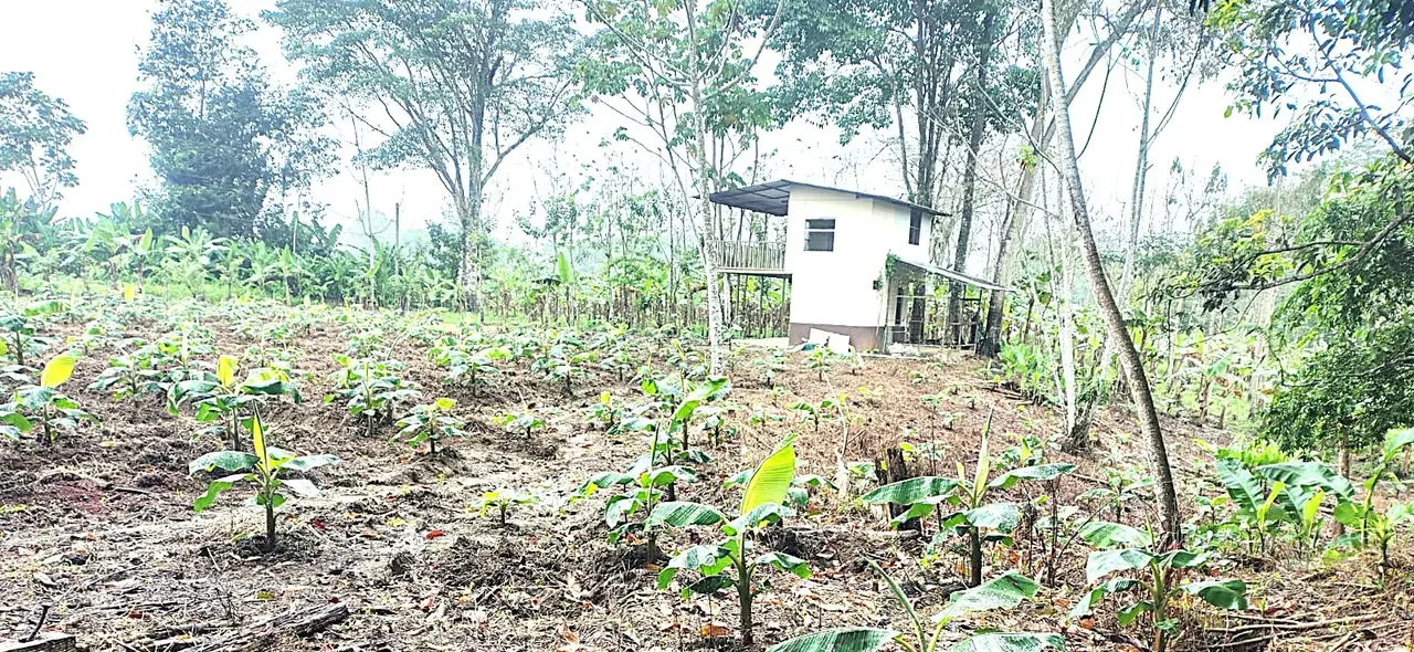 For sale Lot with house La Fortuna Los Angeles, photo 8