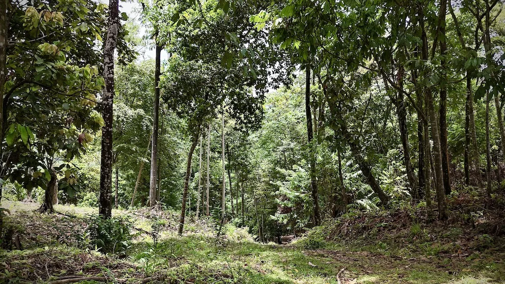 OCEAN AND MOUNTAIN  VIEW LOT 2.5 ACRES IN UVITA, photo 11