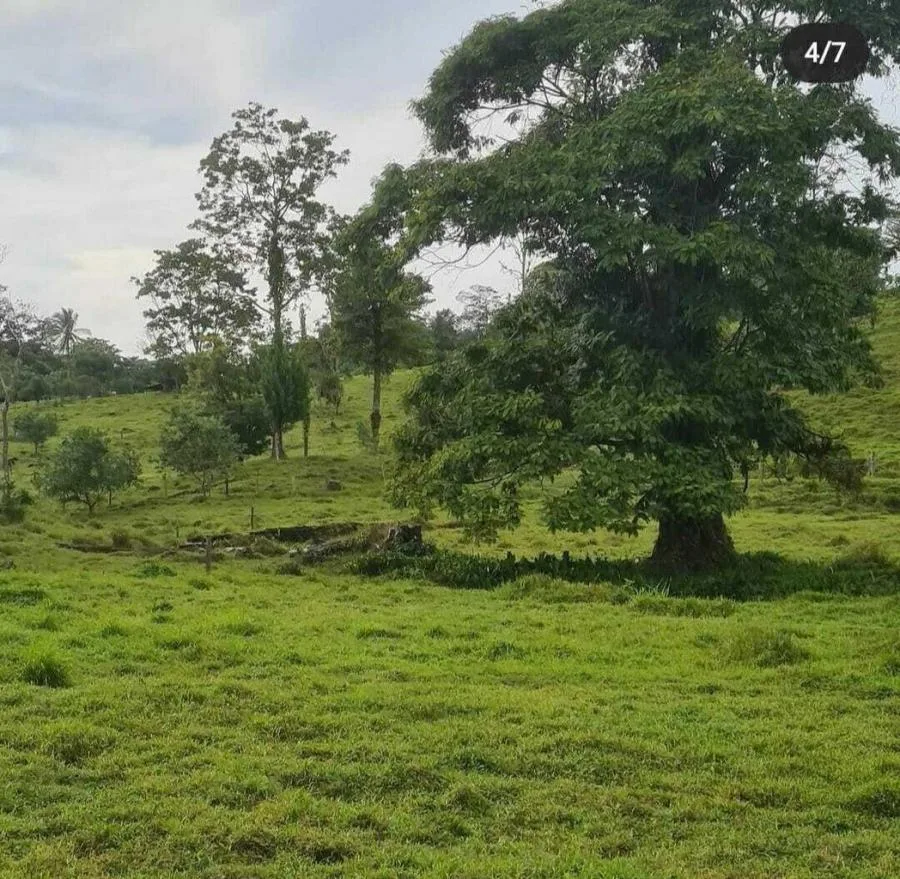 Venta de Amplio Lote en Pocosí, Limón / Mls. 24-711 OFC JB - Venta en Pococí
