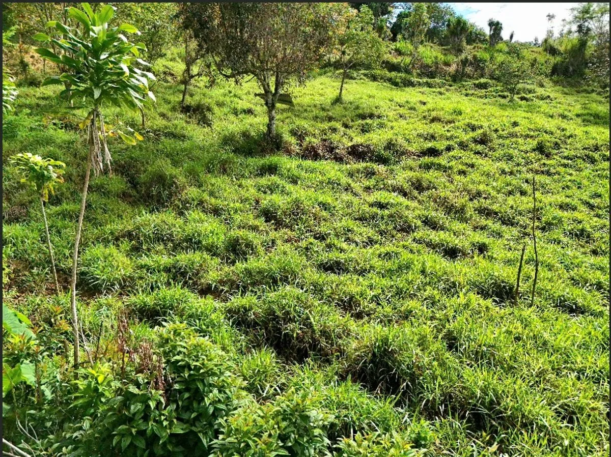 SE VENDE QUINTA EN MIRAVALLES CON HERMOSAS VISTAS Y PLANTEL LISTO PARA CONSTRUIR - Venta en Pérez Zeledón, photo 2