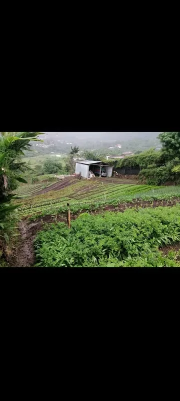 En las fotos se aprecia, el diseño, la producción, y sobre todo el mantenimiento. Si desea emprender en la agricultura esta es su oportunidad. Esta preciosa propiedad ubicada en San ..., photo 2
