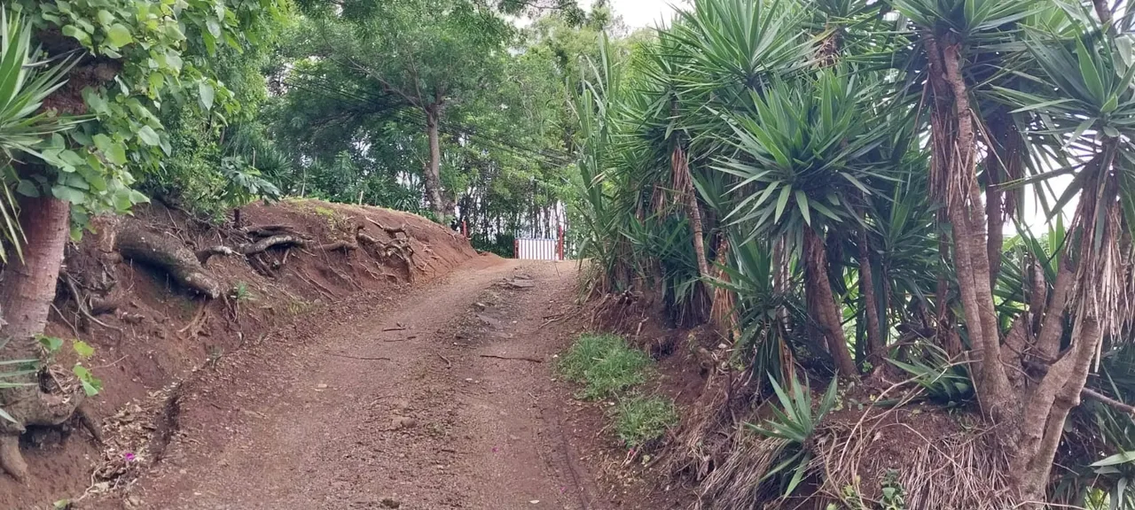 En las fotos se aprecia, el diseño, la producción, y sobre todo el mantenimiento. Si desea emprender en la agricultura esta es su oportunidad. Esta preciosa propiedad ubicada en San ..., photo 14