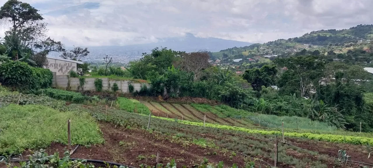 En las fotos se aprecia, el diseño, la producción, y sobre todo el mantenimiento. Si desea emprender en la agricultura esta es su oportunidad. Esta preciosa propiedad ubicada en San ..., photo 4