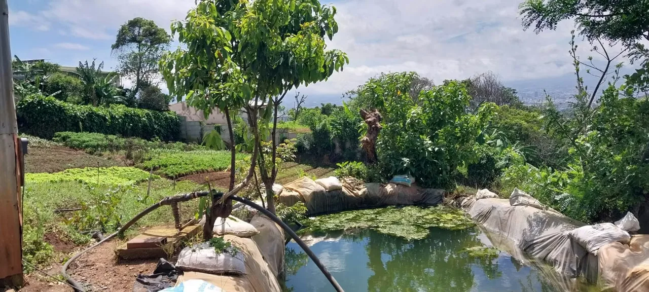En las fotos se aprecia, el diseño, la producción, y sobre todo el mantenimiento. Si desea emprender en la agricultura esta es su oportunidad. Esta preciosa propiedad ubicada en San ..., photo 8