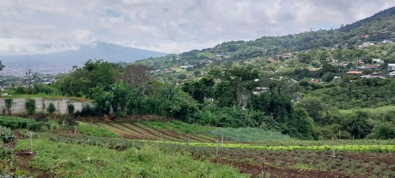 En las fotos se aprecia, el diseño, la producción, y sobre todo el mantenimiento. Si desea emprender en la agricultura esta es su oportunidad. Esta preciosa propiedad ubicada en San ..., photo 9