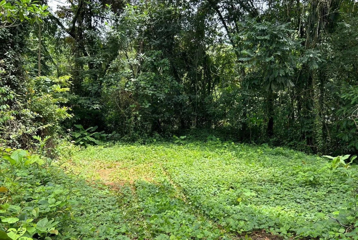 JUNGLE PROPERTY IN UVITA – 0.7 ACRES, photo 2