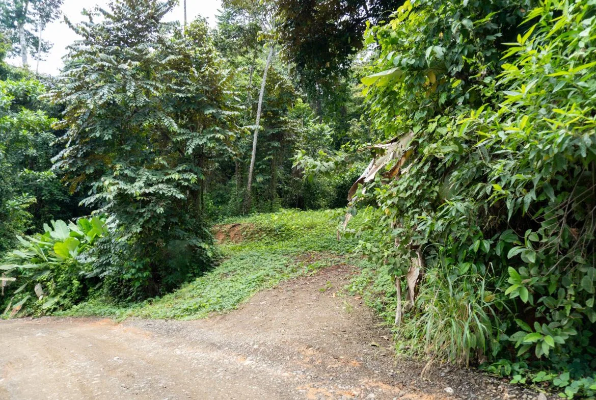 JUNGLE PROPERTY IN UVITA – 0.7 ACRES, photo 18