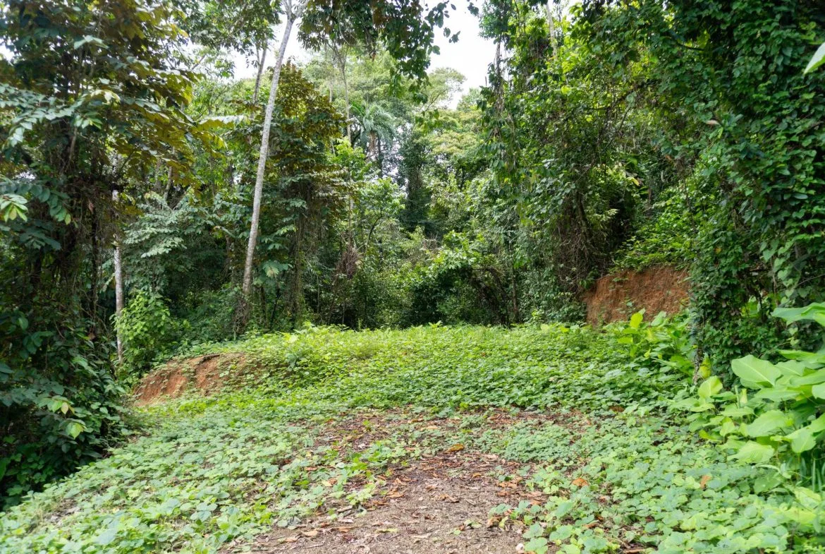 JUNGLE PROPERTY IN UVITA – 0.7 ACRES, photo 20