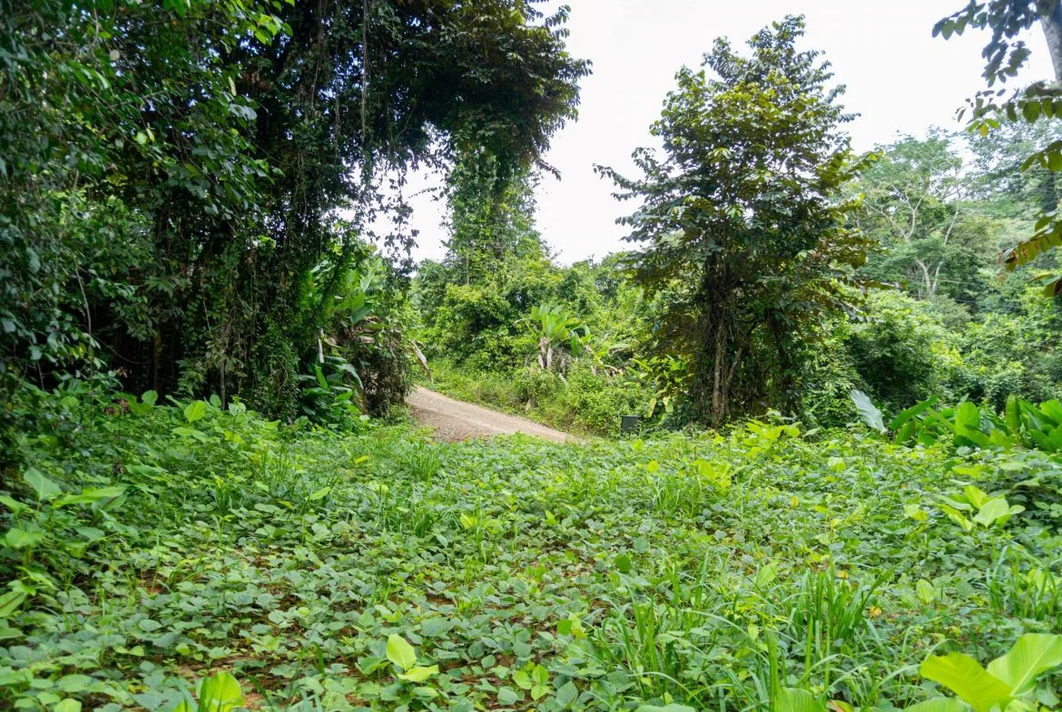 JUNGLE PROPERTY IN UVITA – 0.7 ACRES, photo 22