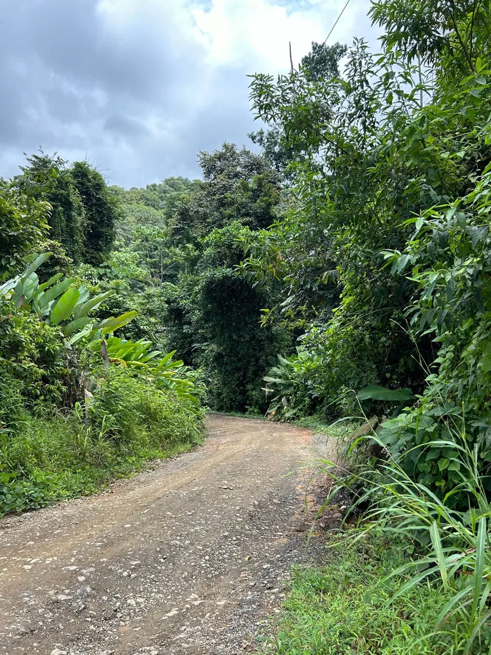 JUNGLE PROPERTY IN UVITA – 0.7 ACRES, photo 23