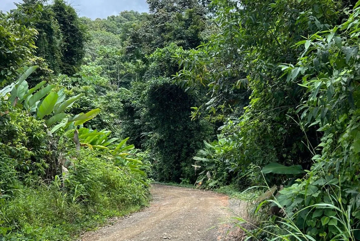 JUNGLE PROPERTY IN UVITA – 0.7 ACRES, photo 24