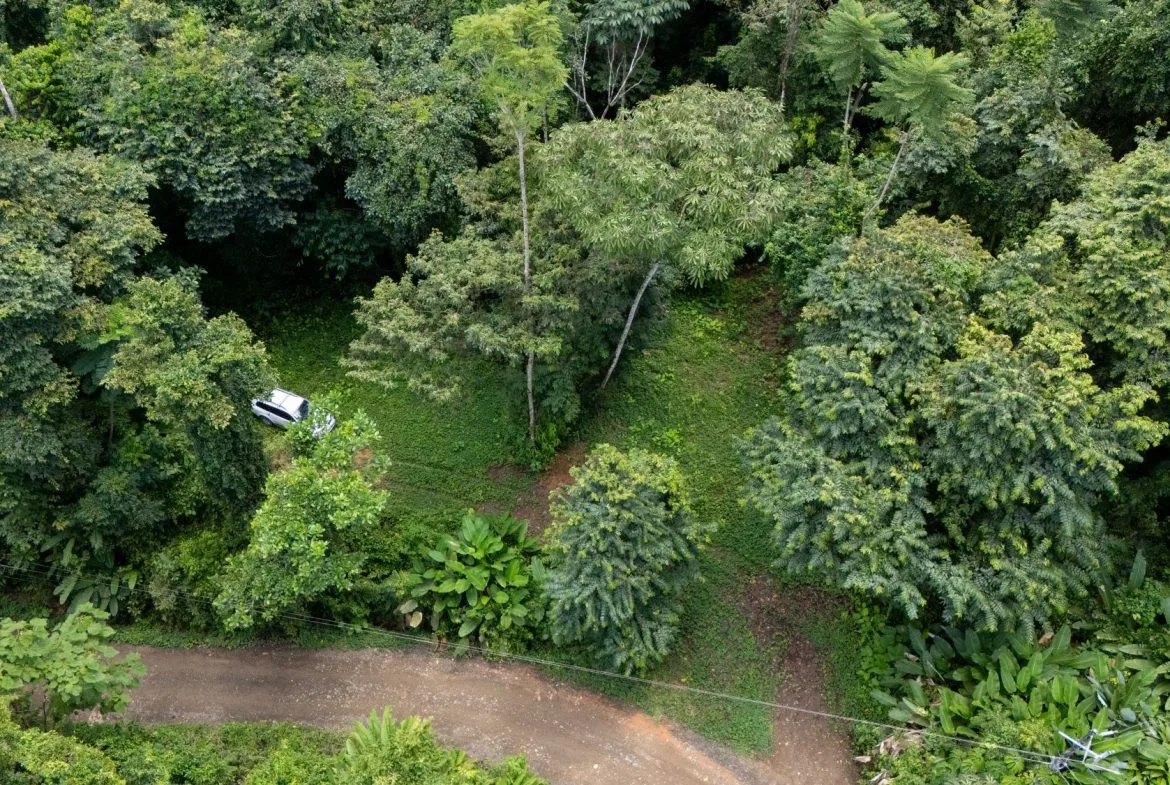 JUNGLE PROPERTY IN UVITA – 0.7 ACRES, photo 4