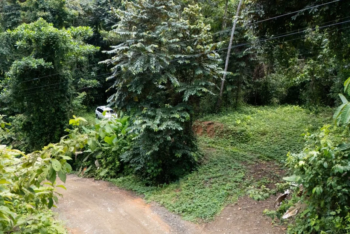 JUNGLE PROPERTY IN UVITA – 0.7 ACRES, photo 10