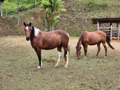 Finca 1 con las mejores vistas, photo 5