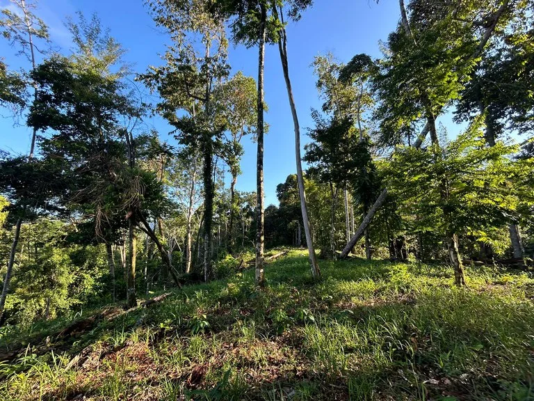 Marvelous Ocean View Parcel in Uvita., photo 15