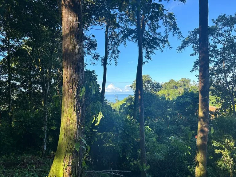 Marvelous Ocean View Parcel in Uvita., photo 8