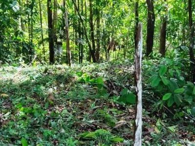 PROPERTY WITH MOUNTAIN VIEW, IN TRES RIOS – 66.7 ACRES, photo 25