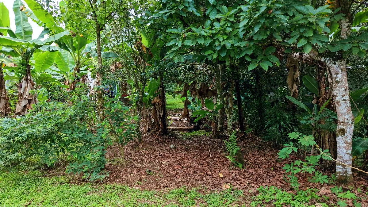 LOTE PLANO CON FRUTALES Y EXCELENTE UBICACION - Venta en Pérez Zeledón, photo 13