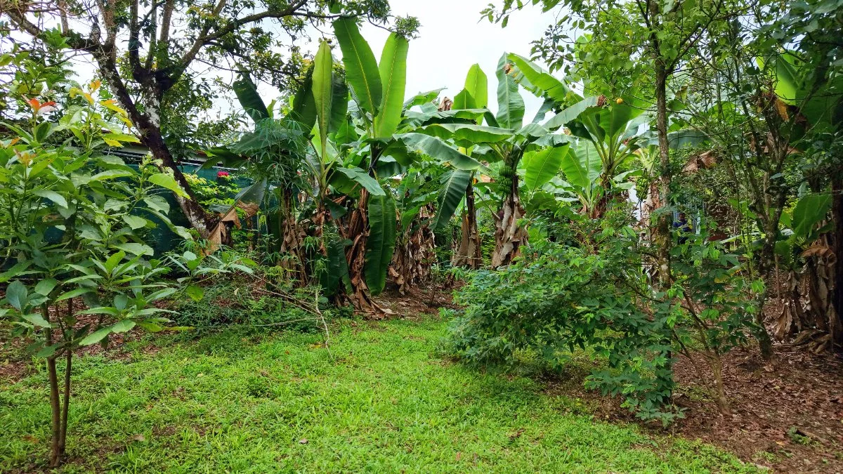 LOTE PLANO CON FRUTALES Y EXCELENTE UBICACION - Venta en Pérez Zeledón, photo 14