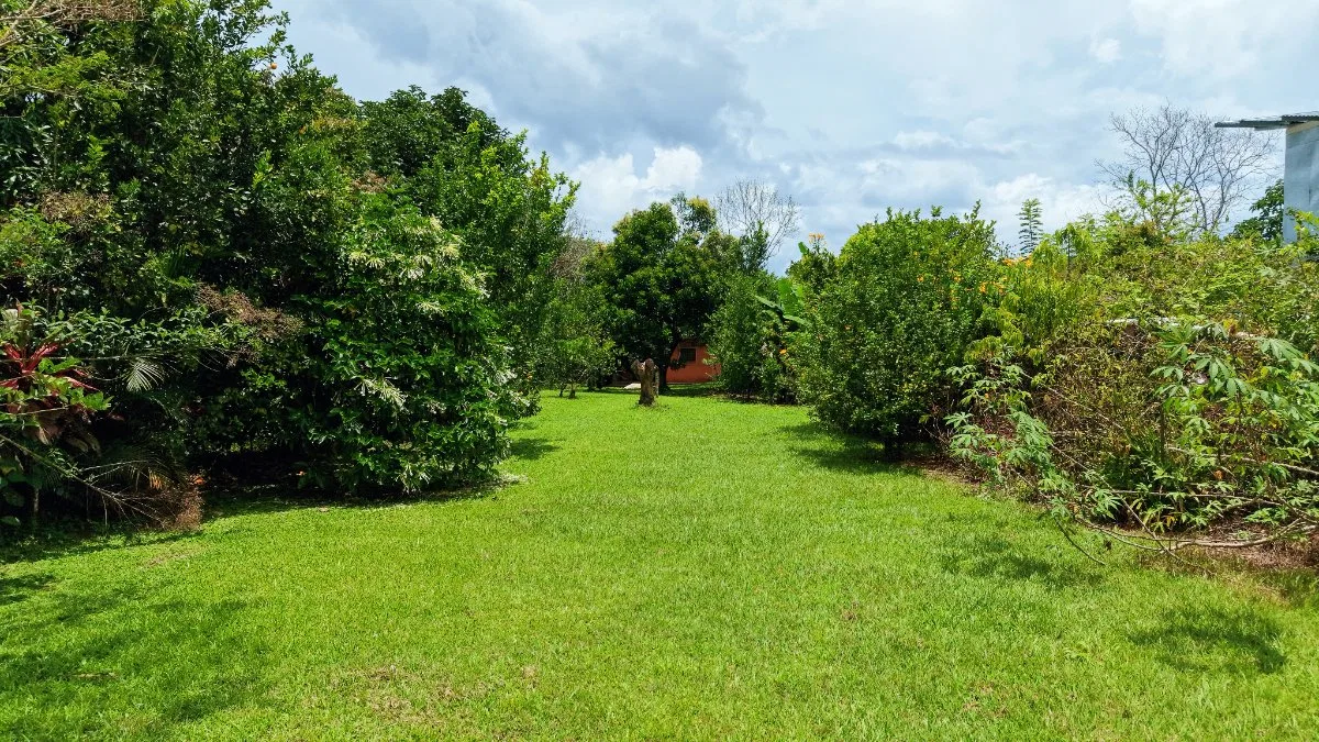 LOTE PLANO CON FRUTALES Y EXCELENTE UBICACION - Venta en Pérez Zeledón, photo 18