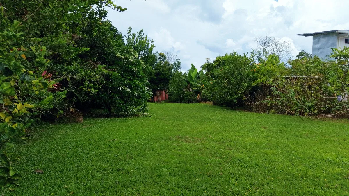 LOTE PLANO CON FRUTALES Y EXCELENTE UBICACION - Venta en Pérez Zeledón, photo 3