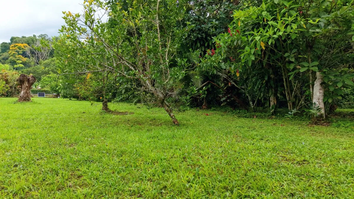 LOTE PLANO CON FRUTALES Y EXCELENTE UBICACION - Venta en Pérez Zeledón, photo 7