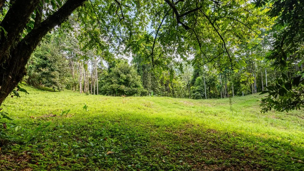 OUTSTANDING UVITA PROPERTY WITH FLEXIBILITY AND NATURAL BEAUTY – 2.5 ACRES, photo 5