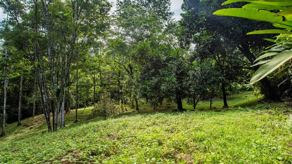 OUTSTANDING UVITA PROPERTY WITH FLEXIBILITY AND NATURAL BEAUTY – 2.5 ACRES, photo 7