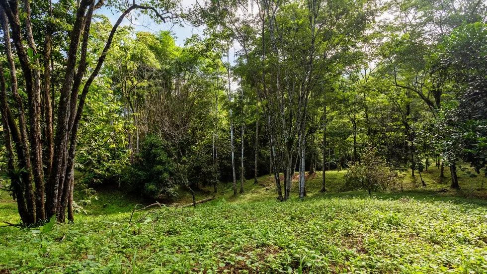 OUTSTANDING UVITA PROPERTY WITH FLEXIBILITY AND NATURAL BEAUTY – 2.5 ACRES, photo 8