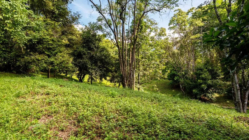 OUTSTANDING UVITA PROPERTY WITH FLEXIBILITY AND NATURAL BEAUTY – 2.5 ACRES, photo 9