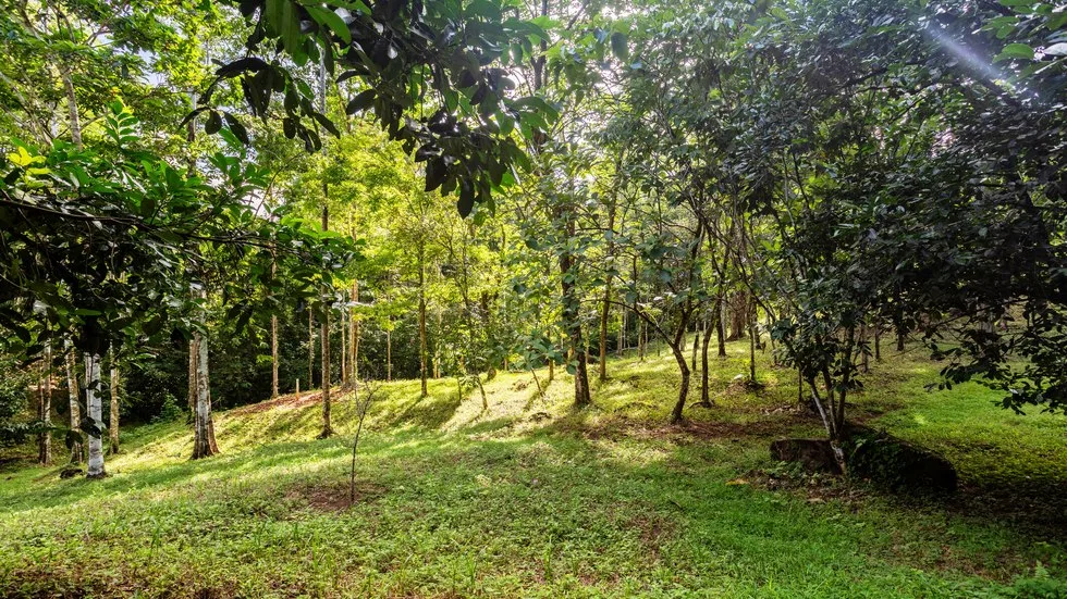 OUTSTANDING UVITA PROPERTY WITH FLEXIBILITY AND NATURAL BEAUTY – 2.5 ACRES, photo 10