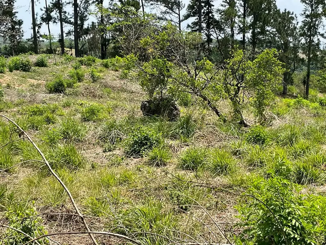 A solo 13 min y 6.3 Km del peaje hacia Ciudad Colón se encuentra este precioso lote, en un área campestre, pero muy cerca de Ciudad Colón, plano y rectangular, ideal para construir ..., photo 5