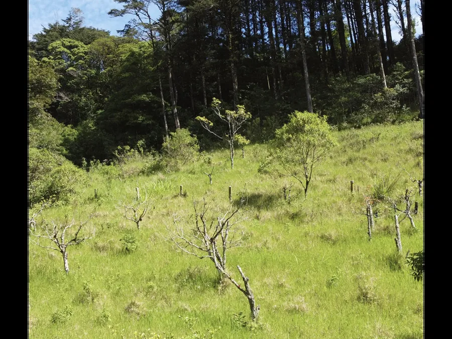 Venta de lotes en terreno de 22 Ha, Copalchí, Quebradilla, Cartago, photo 6