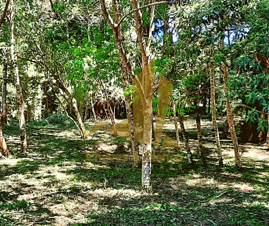 Spectacular 7,000 m² (1.73-Acre) Estate in Bosque de la Hoja: The perfect balance of ultimate seclusion and premium accessibility, photo 5
