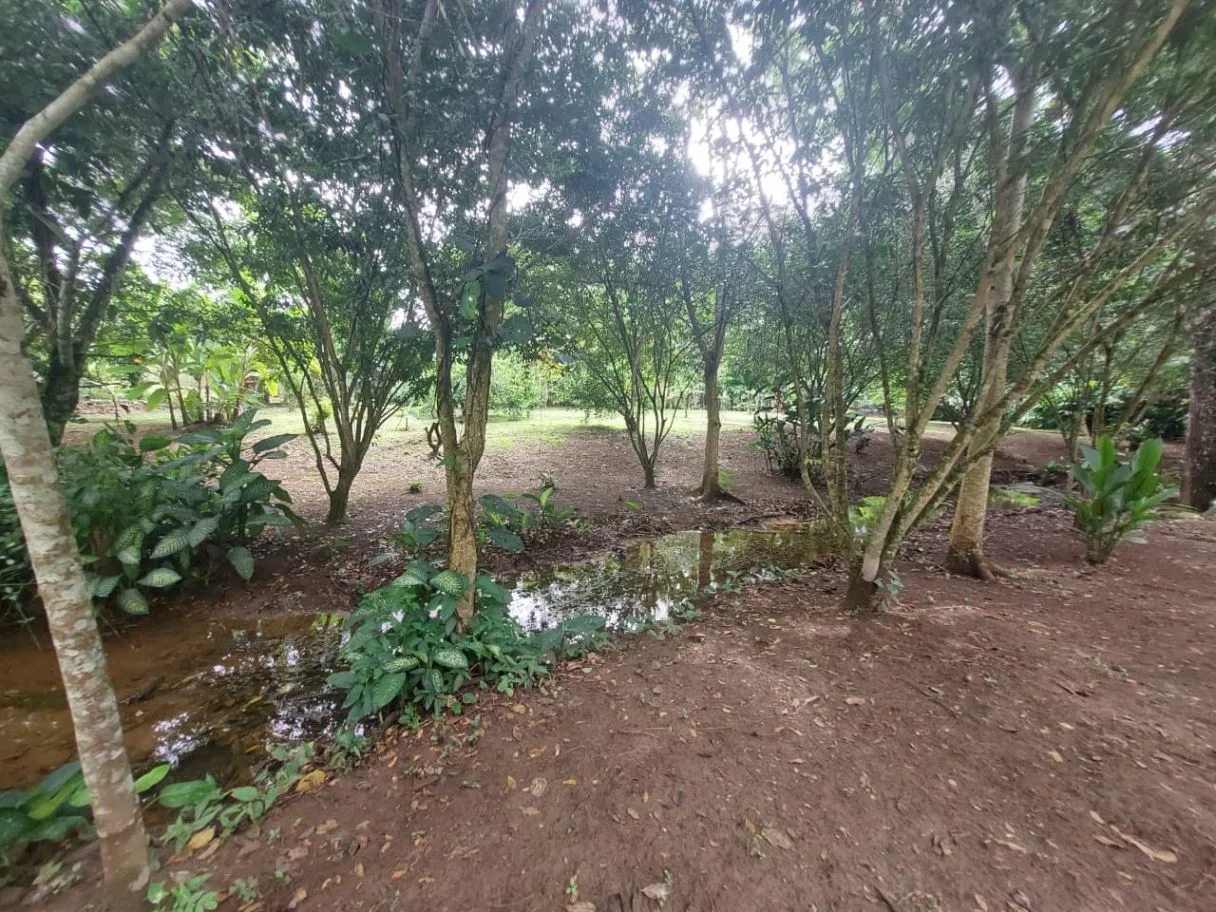 Land for Sale in Las Juntas de Pacuar: 3,576 m² Lot with Fruit Trees and Strategic Location, photo 3