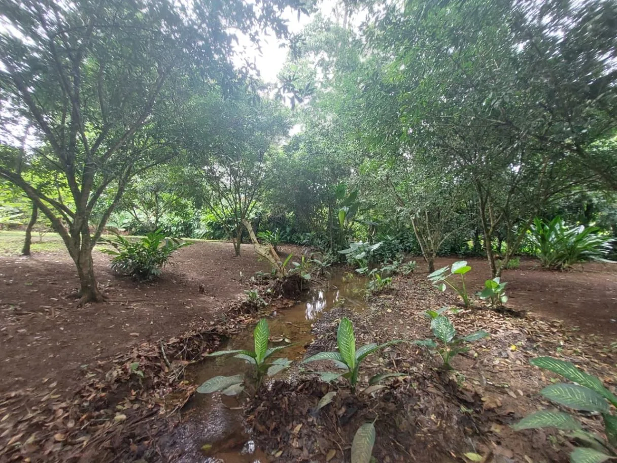 Land for Sale in Las Juntas de Pacuar: 3,576 m² Lot with Fruit Trees and Strategic Location, photo 4