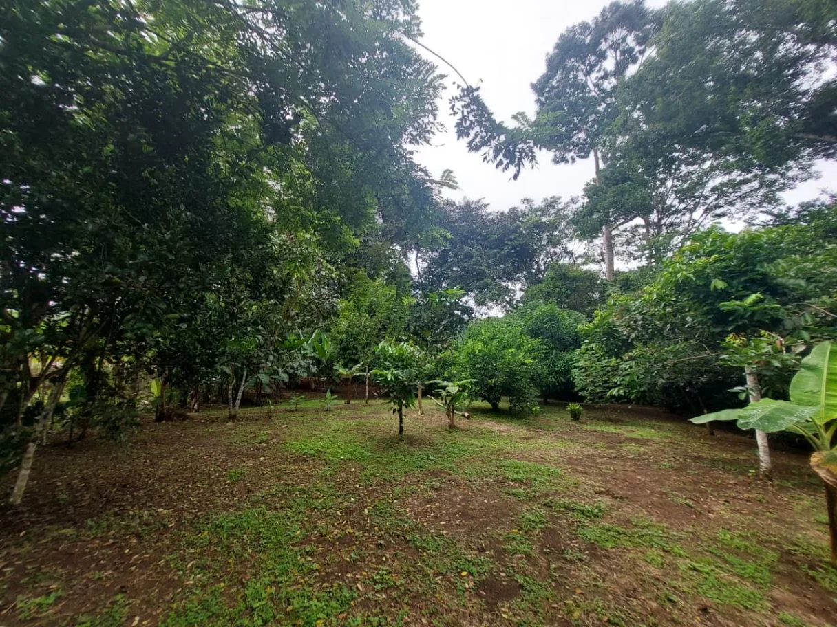 Land for Sale in Las Juntas de Pacuar: 3,576 m² Lot with Fruit Trees and Strategic Location, photo 5