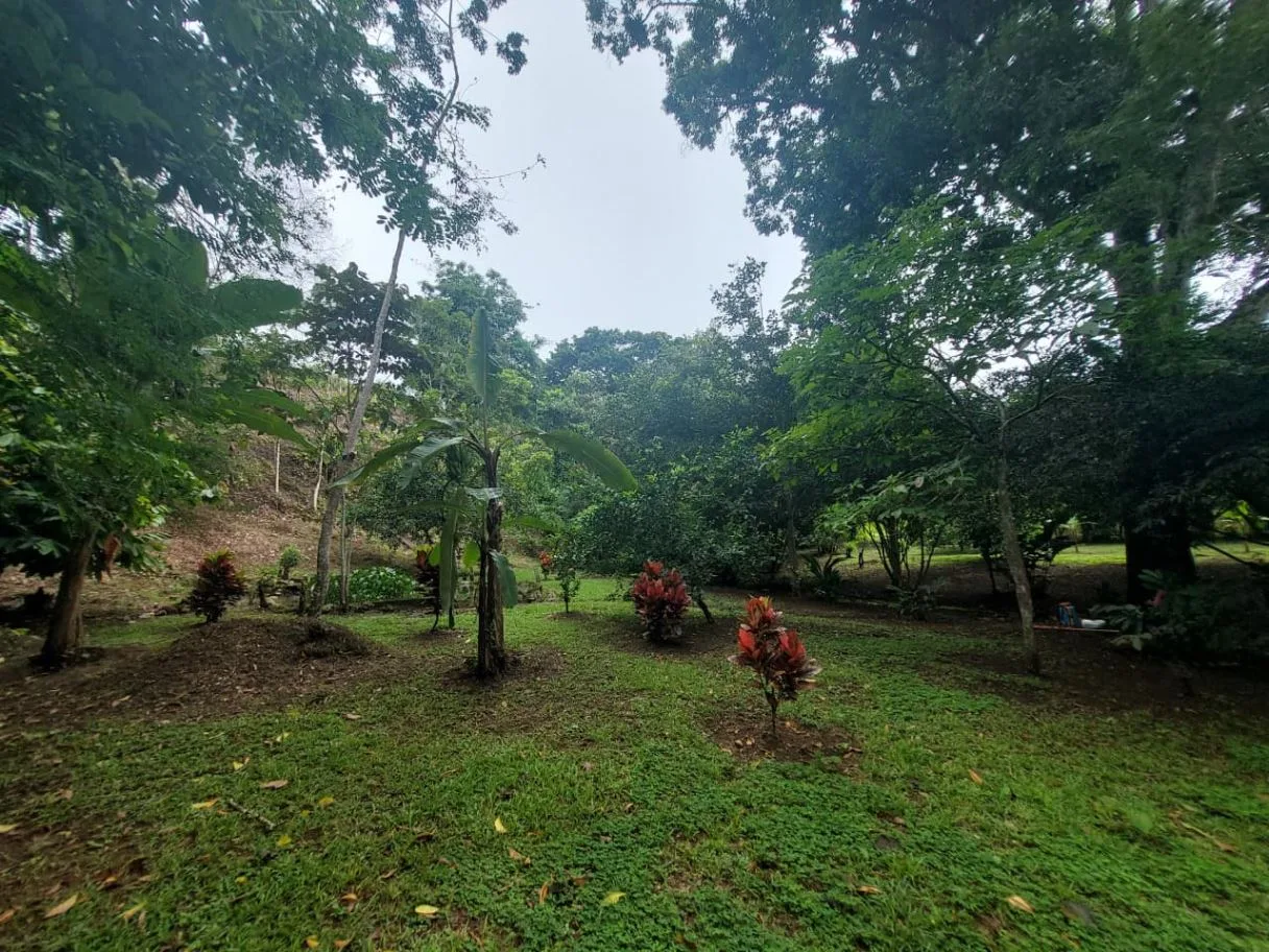 Land for Sale in Las Juntas de Pacuar: 3,576 m² Lot with Fruit Trees and Strategic Location, photo 6