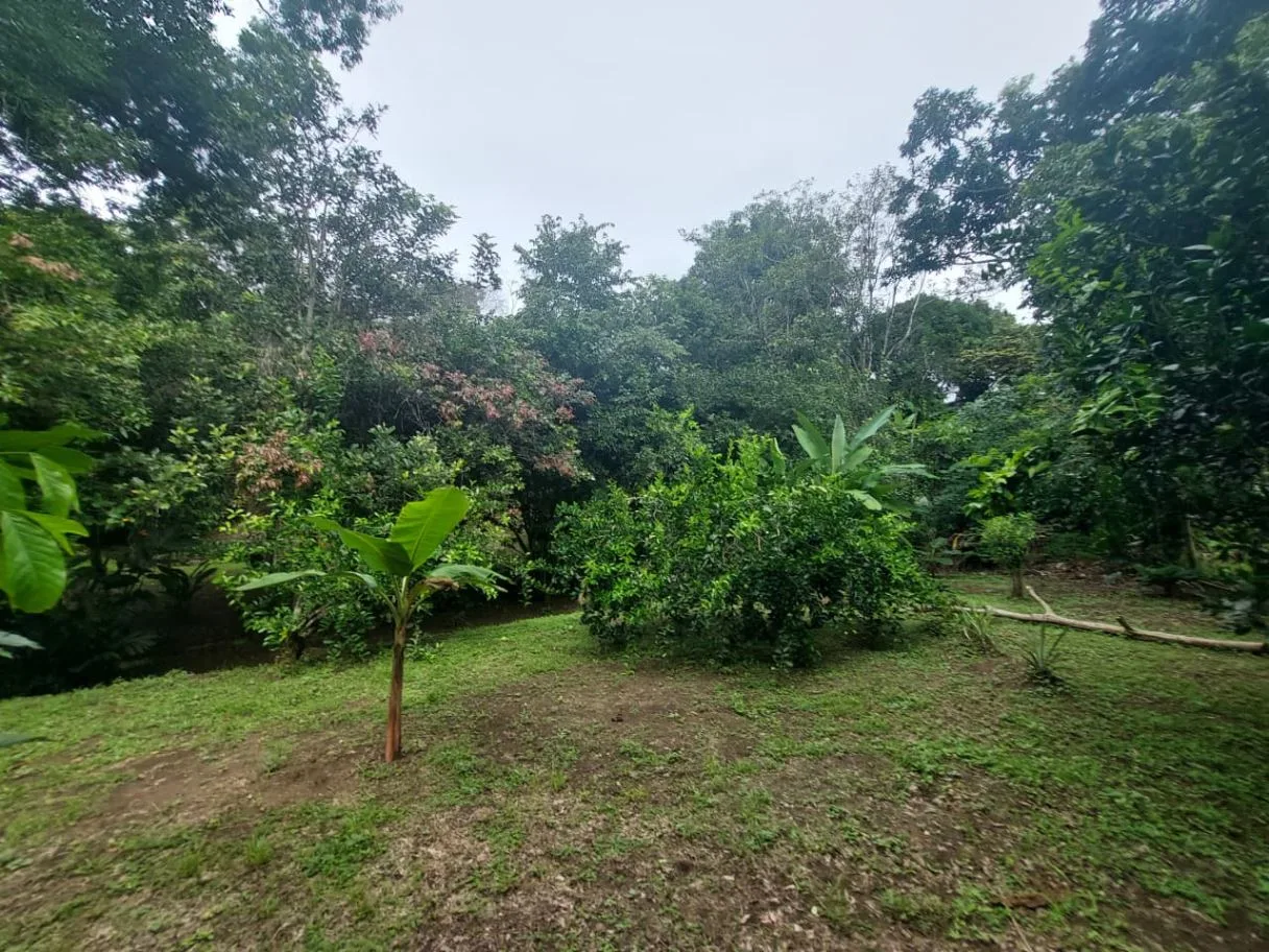 Land for Sale in Las Juntas de Pacuar: 3,576 m² Lot with Fruit Trees and Strategic Location, photo 7