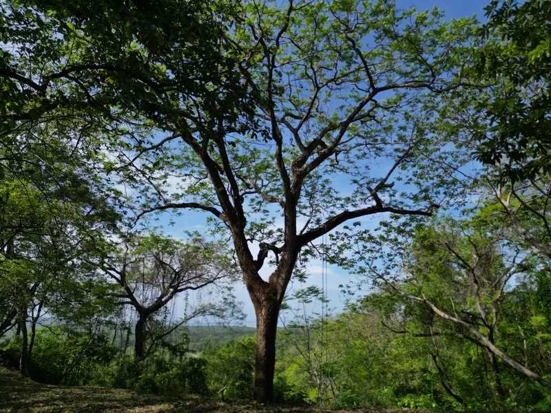 Land For Sale in Nosara, photo 3