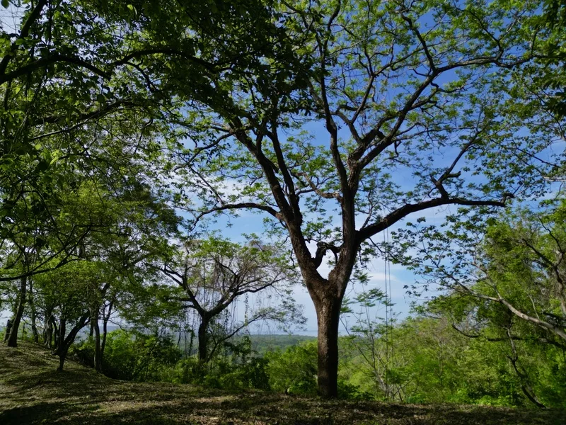 Land For Sale in Nosara, photo 5