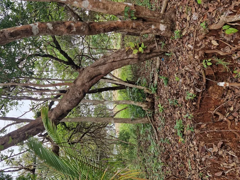 Land For Sale in Punta Islita Pacific, photo 7