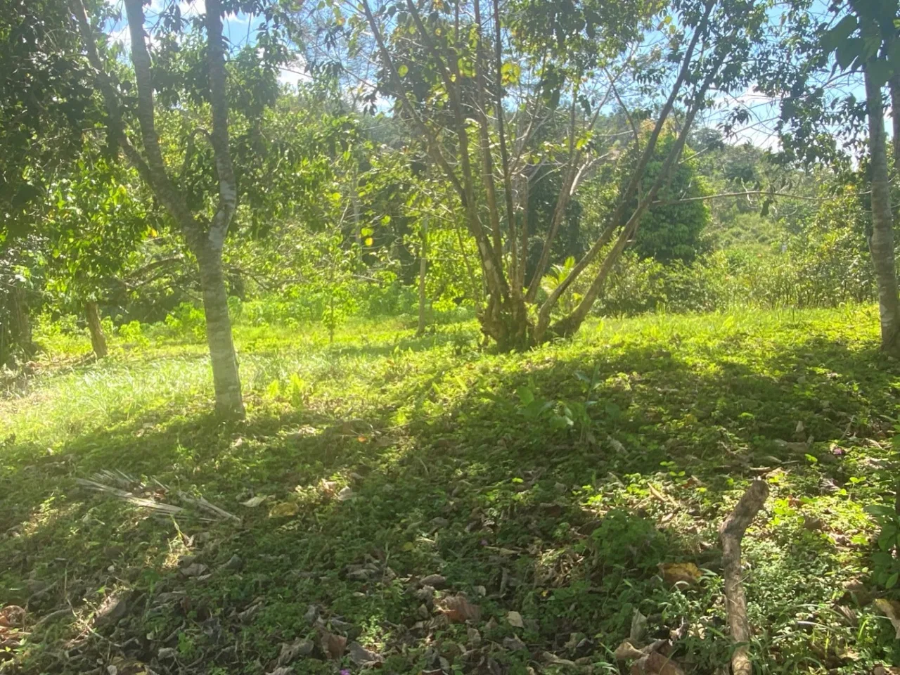 PROPERTY WITH OCEAN FRONT VIEWS, IN OJOCHAL – 0.31 ACRES, photo 8
